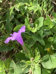 Ruellia nudiflora