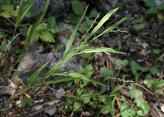 Muhlenbergia mexicana