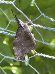 Libytheana carinenta