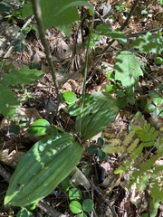 Cypripedium acaule