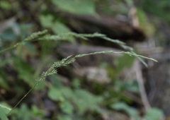 Muhlenbergia mexicana