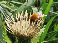 Bombus pascuorum