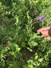 Ruellia nudiflora