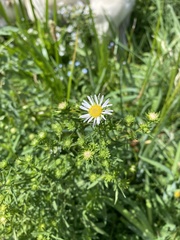 Symphyotrichum chilense