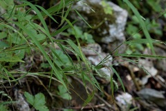 Muhlenbergia mexicana