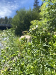 Symphyotrichum chilense