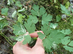 Aquilegia formosa