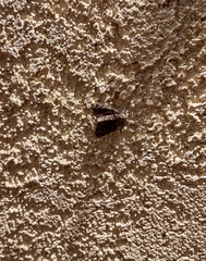 Trichoplusia ni