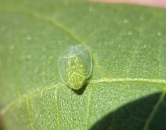 Kallitaxila granulata