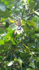 Trichonephila inaurata inaurata