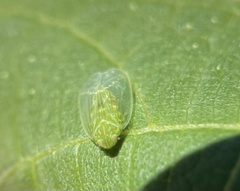 Kallitaxila granulata