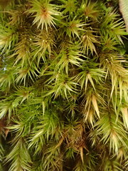 Orthothecium rufescens