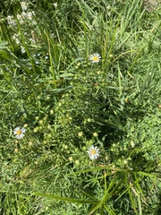 Symphyotrichum chilense