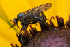 Empis clausa