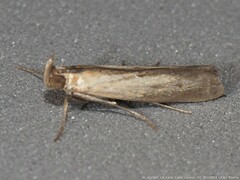 Elasmopalpus lignosella