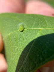 Kallitaxila granulata