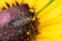 Empis clausa