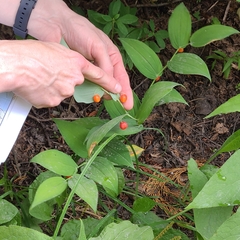 Streptopus amplexifolius