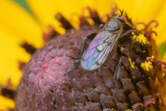 Empis clausa