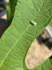 Kallitaxila granulata