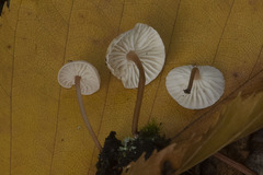 Mycetinis scorodonius