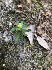 Crocanthemum canadense