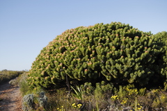 Mimetes fimbriifolius