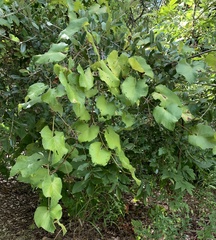 Vitis cinerea