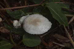 Mycetinis scorodonius