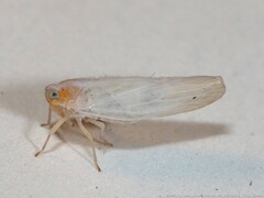 Neocenchrea heidemanni