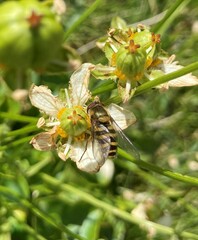 Syrphus