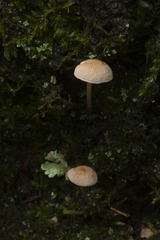 Mycetinis scorodonius