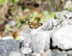 Phyciodes tharos