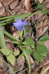 Gentianopsis ciliata