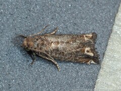 Epiblema abruptana