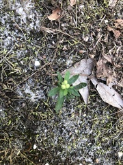 Crocanthemum canadense