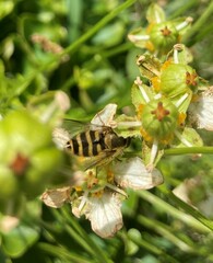 Syrphus