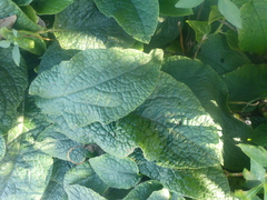 Symphytum asperum