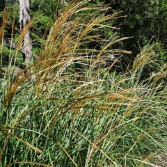 Miscanthus sinensis