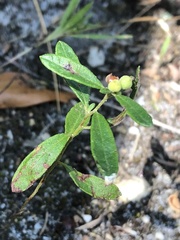 Crocanthemum canadense