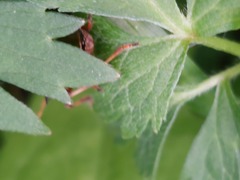 Picromerus bidens