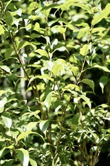 Salix humilis