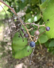 Vitis cinerea