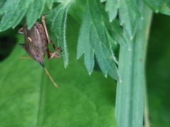 Picromerus bidens