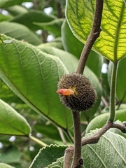 Broussonetia papyrifera