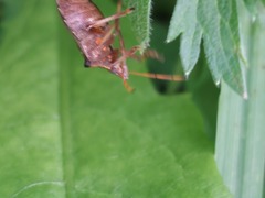 Picromerus bidens