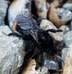 Bombus rupestris