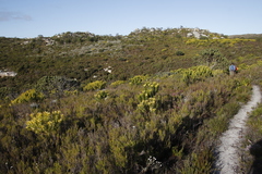 Leucadendron laureolum