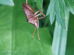 Picromerus bidens