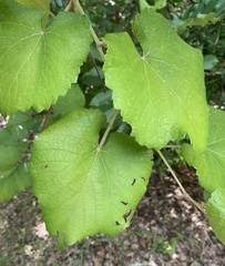 Vitis cinerea